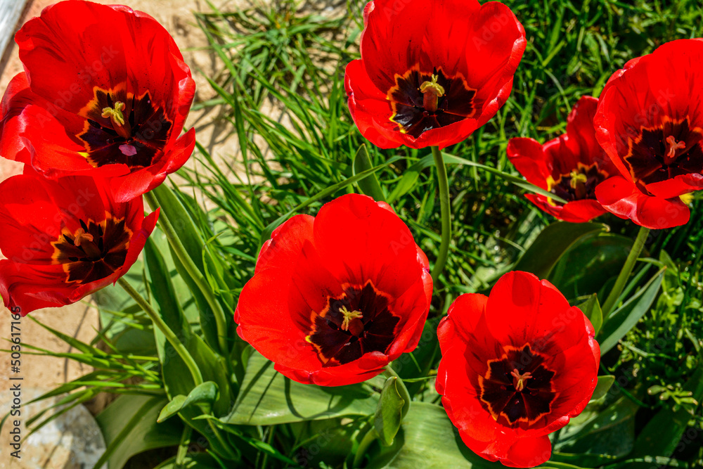 Obraz premium Numerous red tulips in the heart of a city