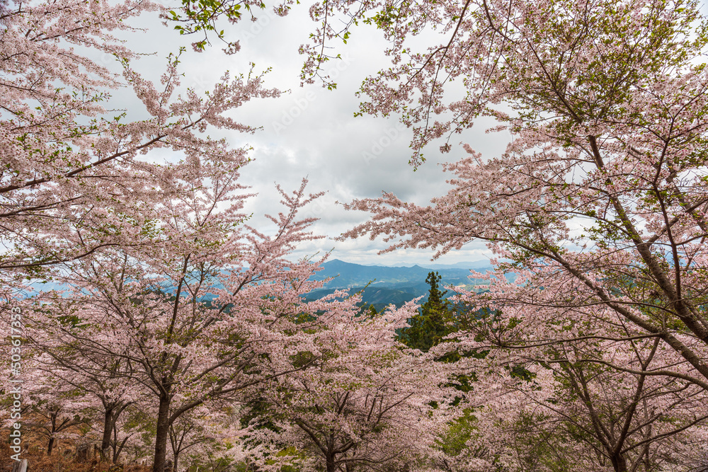 Amazing spring scene in Japan.
Japanese cherry trees are in full bloom along the approach to top of Yoshino mountain. Amazing spring scene in Japan.
Japanese cherry trees are in full bloom along the approach to top of Yoshino mountain.