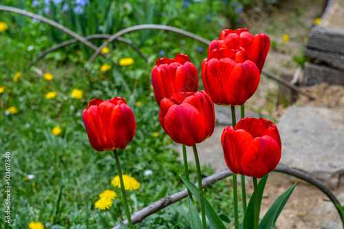 Numerous red tulips in the heart of a city © wiha3
