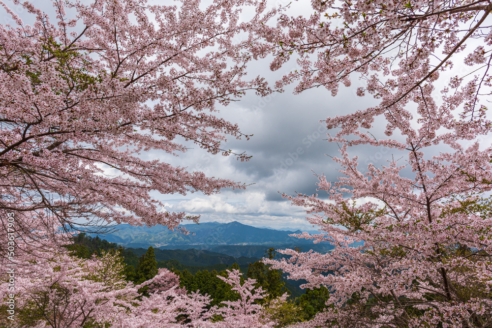 Amazing spring scene in Japan.
Japanese cherry trees are in full bloom along the approach to top of Yoshino mountain.