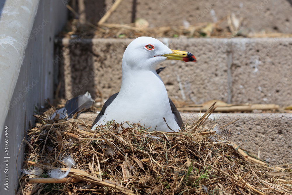 Black-tailed gull female nesting on coastal stairs to warm eggs Black-tailed gull female nesting on coastal stairs to warm eggs