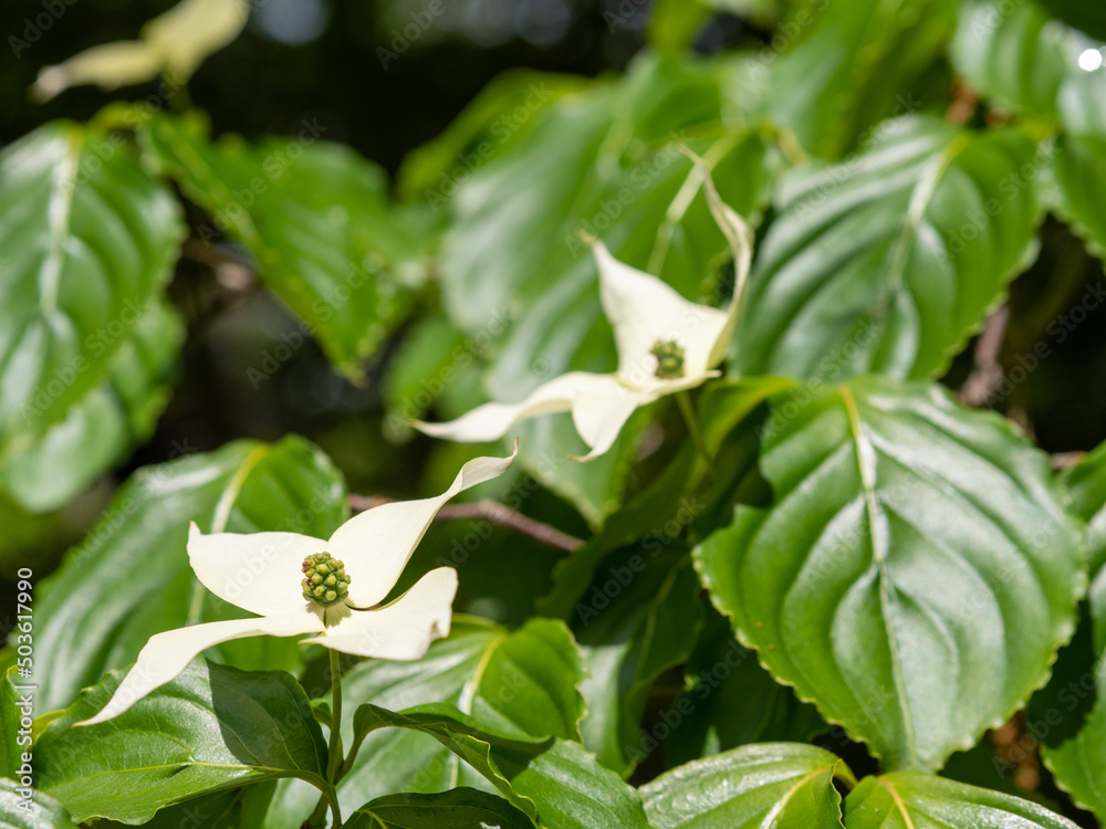 Obraz premium やまほうし