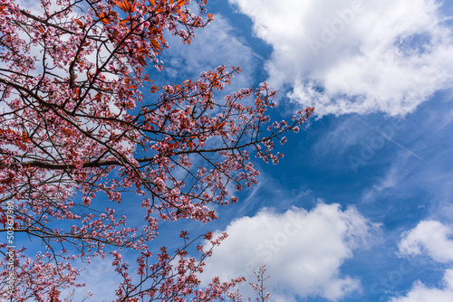 Amazing spring scene in Japan. Japanese cherry trees are in full bloom along the approach to top of Yoshino mountain.