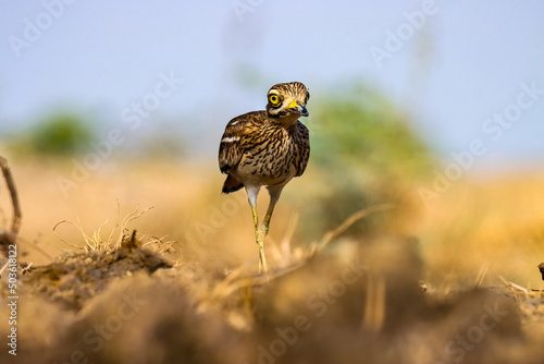 Indian stone-curlew, Indian thick-knee, Eurasian stone-curlew, Burhinus indicus. photo