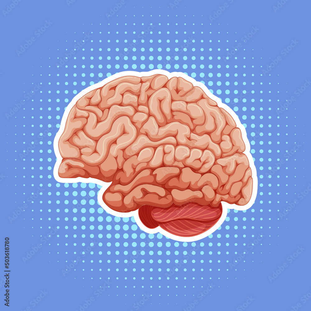 Human internal organ with brain Human internal organ with brain