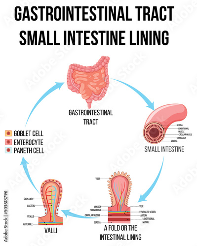 Diagram showing gastrointestinal tract in small intestine
