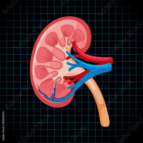 Human internal organ with kidney