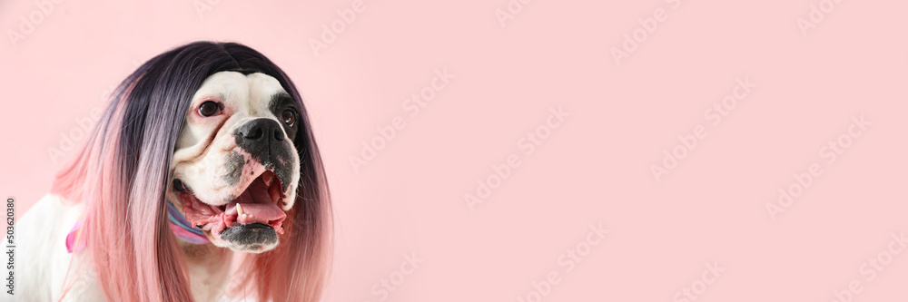 Funny bulldog in wig on pink background with space for text - obrazy, fototapety, plakaty 