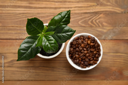 Young coffee tree and bowl ...