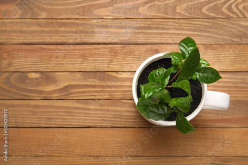 Young coffee tree in cup on...