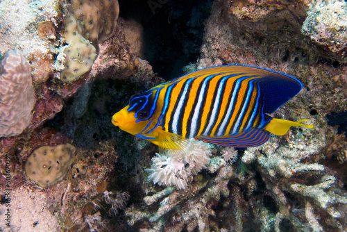 A lone Regal Angelfish  Pygoplites diacanthus  in the Red Sea  Egypt