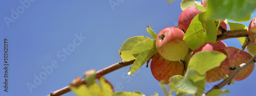 closeup on apples growing in the tree on blue sky background
