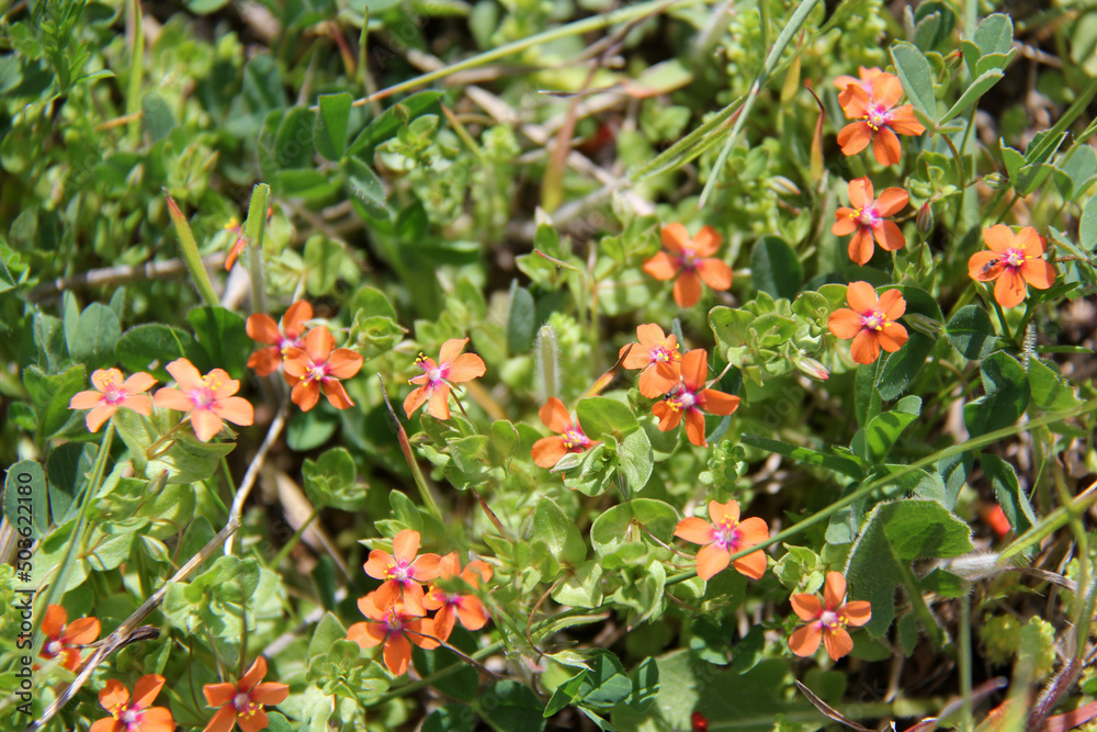 fleurs des champs