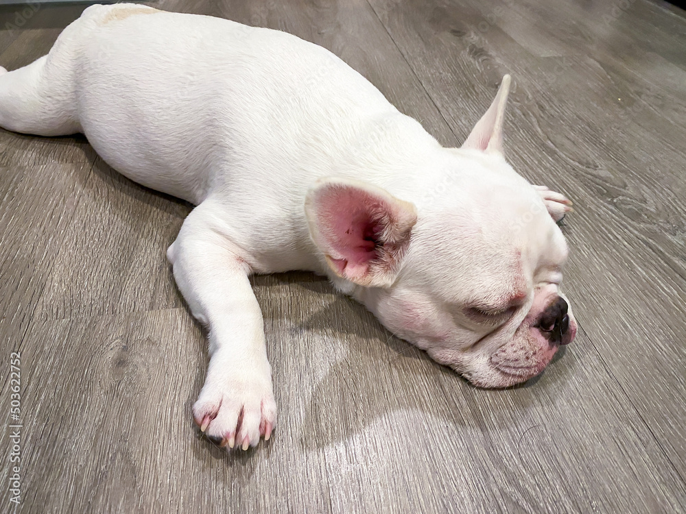 French bulldog lying on the wood floor French bulldog lying on the wood floor