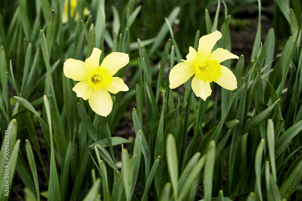 yellow daffodil flowers in the garden in spring yellow daffodil flowers in the garden in spring
