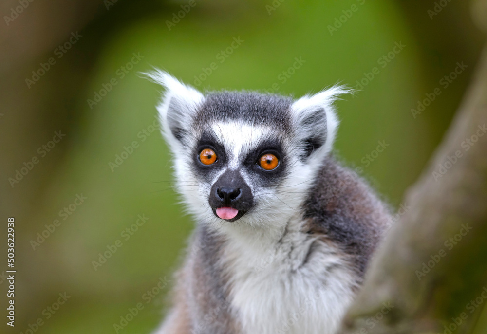 Lemur Catta (Maki) in nature - obrazy, fototapety, plakaty 