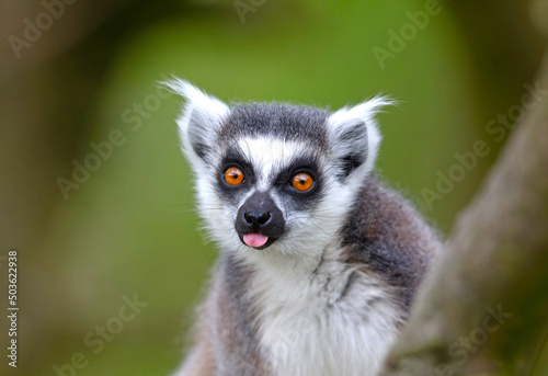 Lemur Catta (Maki) in nature photo