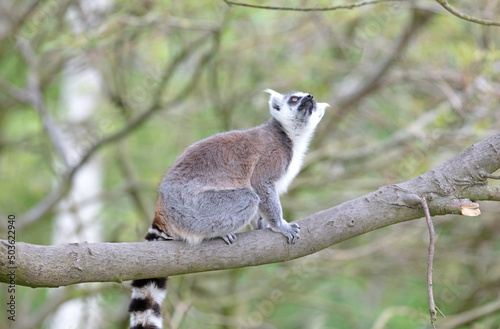 Lemur Catta (Maki) in nature