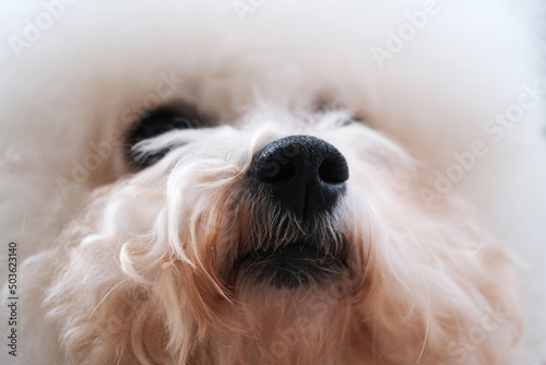 Canvastavla close up of nose of one white Bichon Frise dog
