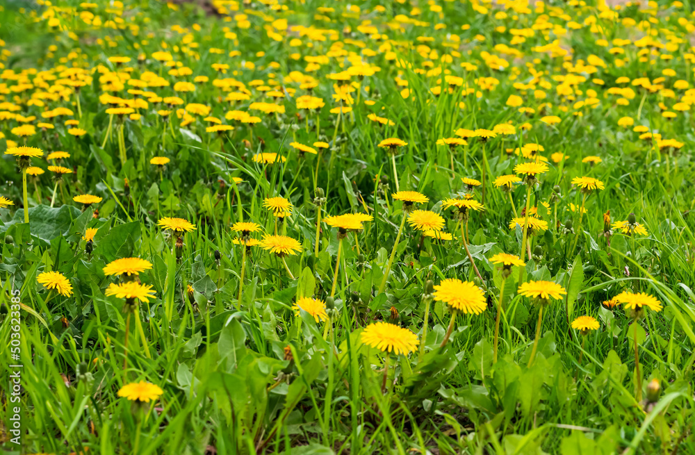 Meadow with green grass and yellow dandelion flowers Meadow with green grass and yellow dandelion flowers