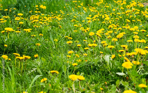 Meadow with green grass and yellow dandelion flowers