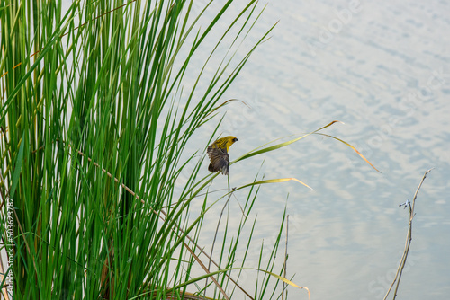 yellow sparrow perched on a reed