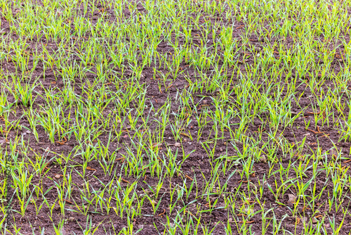 Freshly sown field with green seedlings