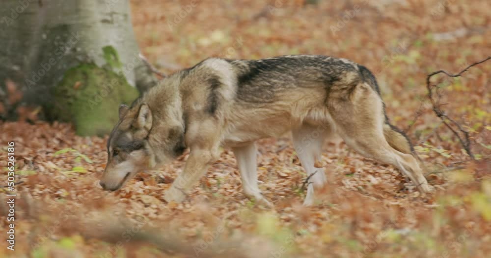 European Gray Wolves (Canis Lupus Lupus) In the autumn forest European Gray Wolves (Canis Lupus Lupus) In the autumn forest
