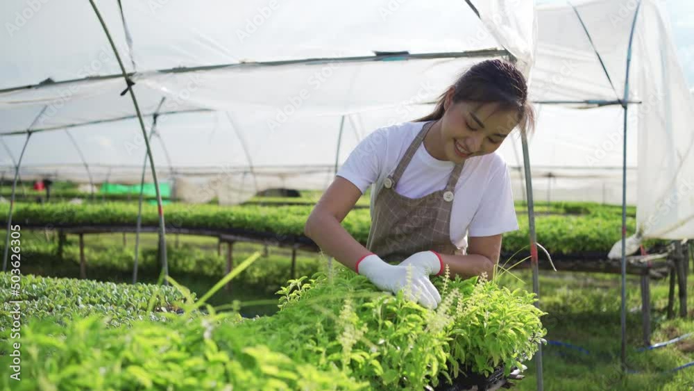 Asian farmers working in vegetables organic farm with happiness,Business of healthy food. Asian farmers working in vegetables organic farm with happiness,Business of healthy food.