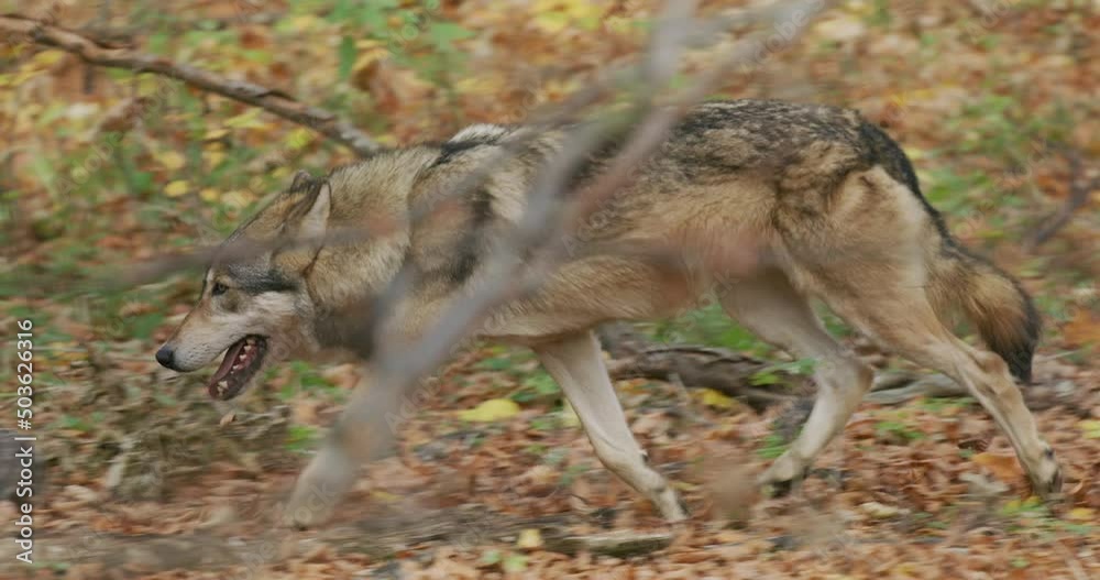 Gray wolf (Canis Lupus) in the autumn forest Gray wolf (Canis Lupus) in the autumn forest
