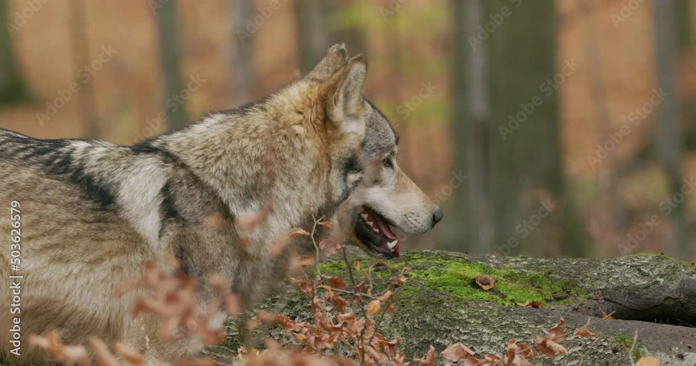 Gray wolf (Canis Lupus) in the autumn forest Gray wolf (Canis Lupus) in the autumn forest