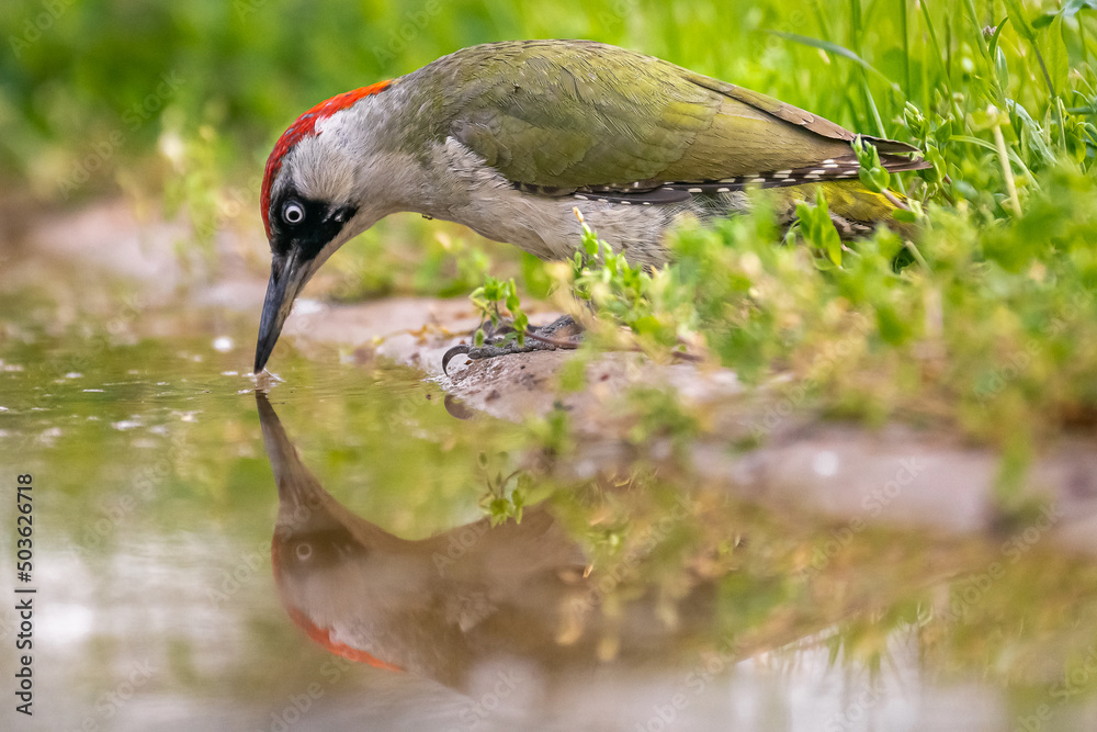 Fototapeta premium Dzięcioł zielony łac. Picus viridis stojący przy wodzie i pijący w wodę. Zielone tło. Fotografia z Kisújszállás na Węgrzech