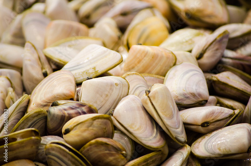 Fresh pippies clams freezing on ice at a fish market. photo