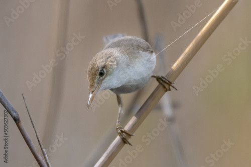 Eurasian reed warbler - Acrocephalus scirpaceus - on cane with spider net in beak with brown background. Photo from Kisújszállás in Hungary.