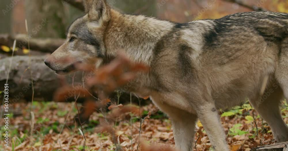 Gray wolf (Canis Lupus) in the autumn forest Gray wolf (Canis Lupus) in the autumn forest