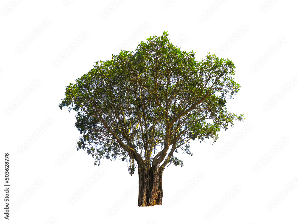 Obraz premium Beautiful shape of green tree isolated on white background.