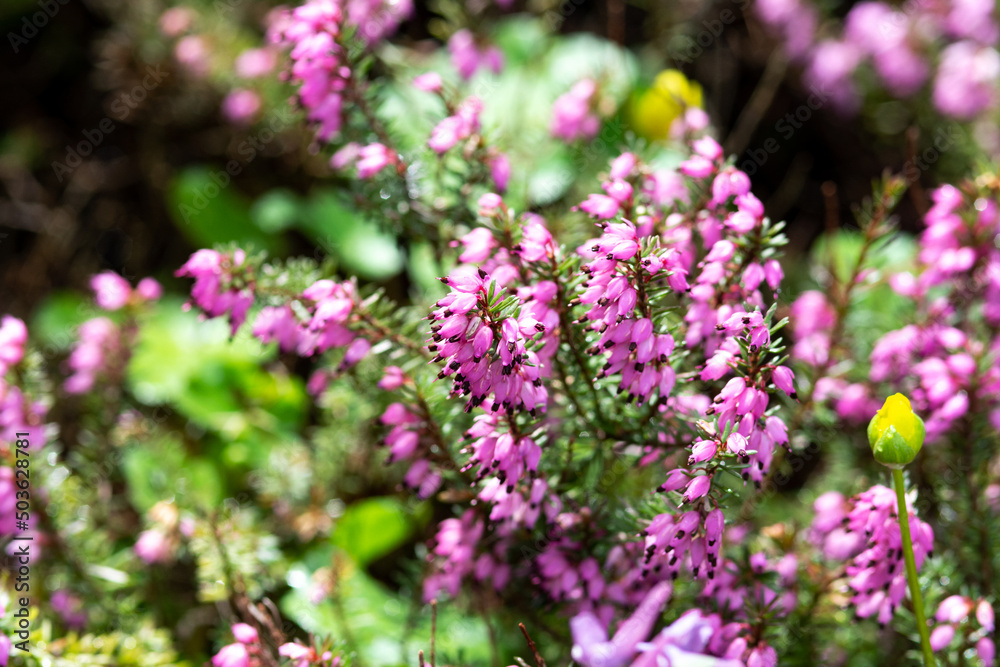 Erica with pink flowers close-up on a flower bed in the park
