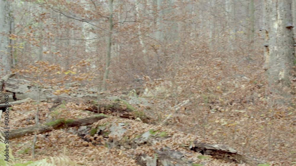 European Gray Wolves (Canis Lupus Lupus) In The Forest European Gray Wolves (Canis Lupus Lupus) In The Forest