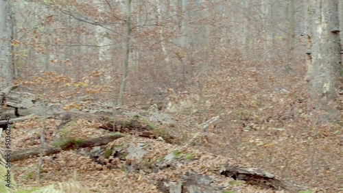 Wallpaper Mural European Gray Wolves (Canis Lupus Lupus) In The Forest Torontodigital.ca