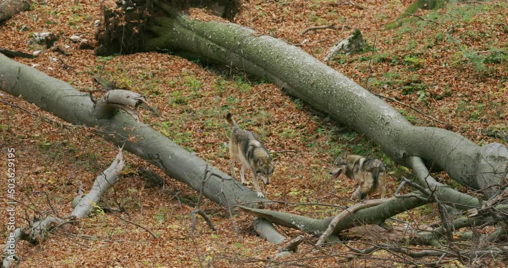 Gray wolves (Canis Lupus) in the autumn forest Gray wolves (Canis Lupus) in the autumn forest
