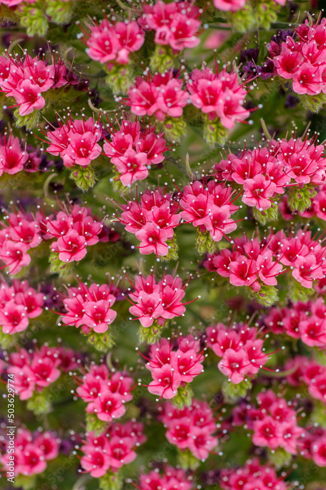 東京赤坂にある東京ミッドタウンに咲くエキウム・ウィルドプレッティ