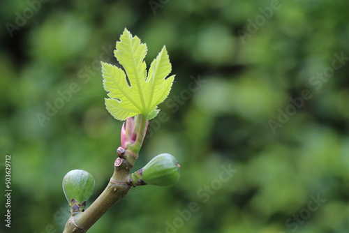 Twig with budding baby figs and fig leaves photo