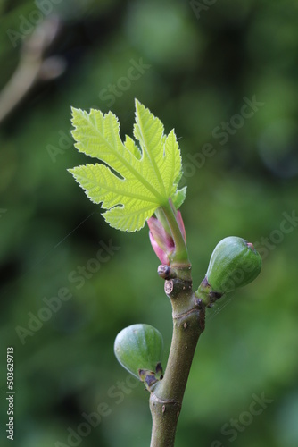 Twig with budding baby figs and fig leaves photo