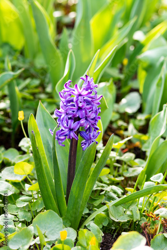 Purple hyacinth on a flowerbed closeup