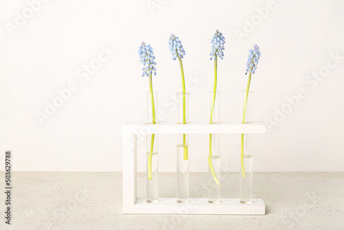 Test-tubes with Muscari flo...
