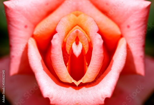 sex, pussy, vulva, clitoris, vagina, Orgasm, love, spring, bloom, petal, Erotic rose flower, Flower imitating the female sex, visual allegories, visual metaphors, photographic allegories, sexy, 