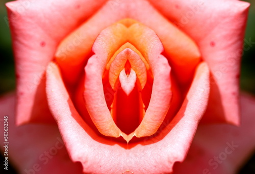 sex, pussy, vulva, clitoris, vagina, Orgasm, love, spring, bloom, petal, Erotic rose flower, Flower imitating the female sex, visual allegories, visual metaphors, photographic allegories, sexy, 