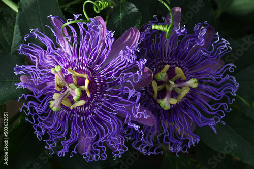 Beautiful Passion Flower - passiflora showing ist delicate Details growing on a vine in the tropical garden.	