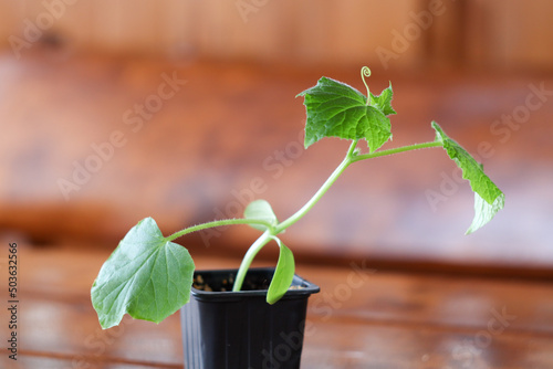 Ogórek ( Cucumis L) sadzonka