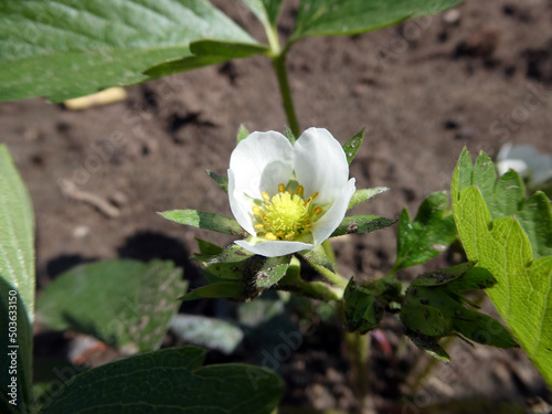 Erdbeerblüte photo